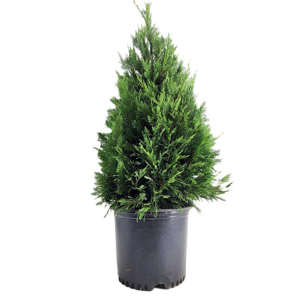 BELL NURSERY 3 Gal. Leyland Cypress (Cupressus Leylandii) Live Evergreen Tree Lush Green Foliage CYPRS3LEY1PK