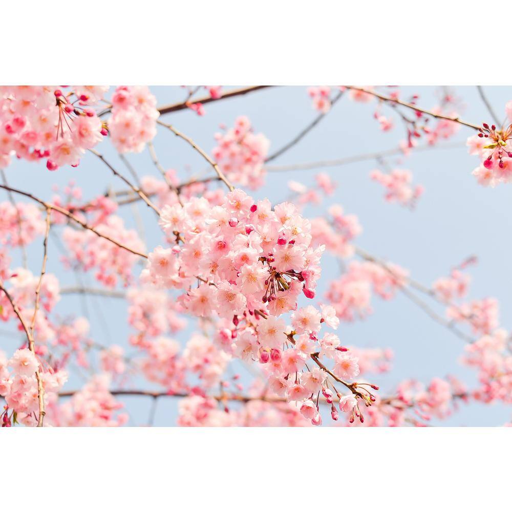 Online Orchards Accolade Cherry Blossom Tree Bare Root FLCH004