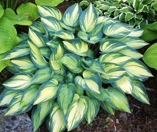 Hosta Plant - 2.5 Quarts