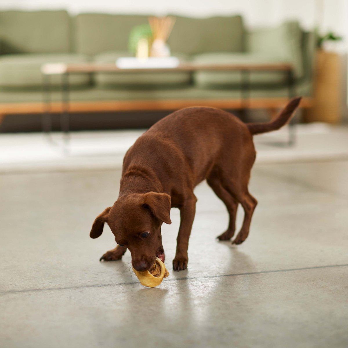 Bones and Chews Water Buffalo Bagel Dog Chews