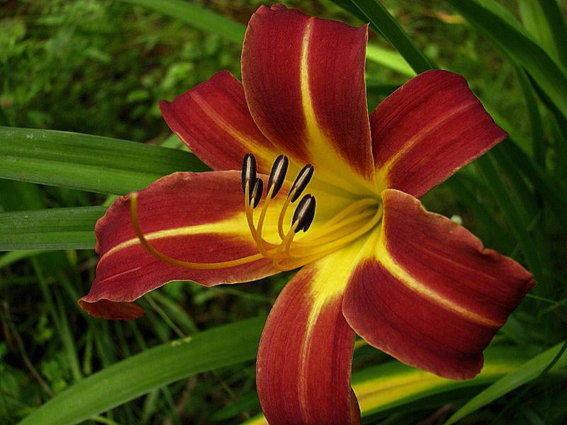 Classy Groundcovers - Hemerocallis 'Autumn Red'  {25 Bare Root Plants}