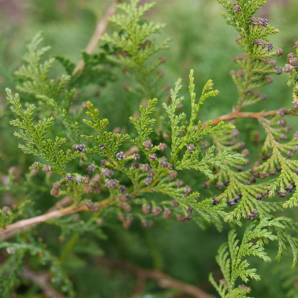 PROVEN WINNERS 2 Gal. Cedar Rapids Cypress Shrub 18320