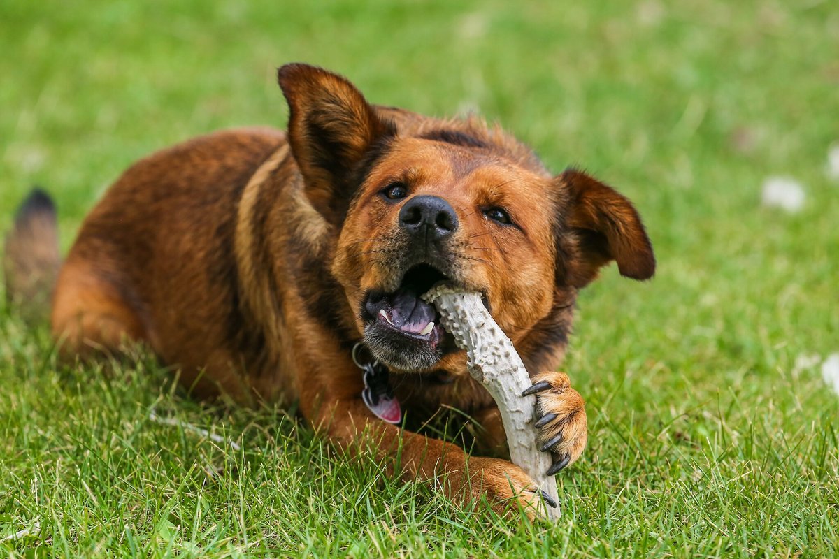 Top Dog Chews Premium Large Antler Dog Treats