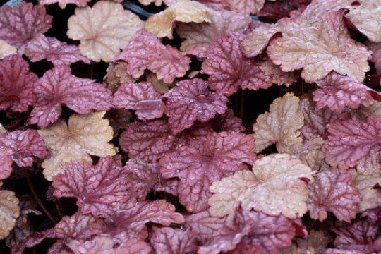 Mixed Heuchera， 3 plugs， one plant per plug