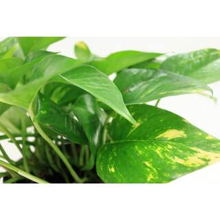 Costa Farms Pothos Indoor Plant in 6 in. White Pot Average Shipping Height 1-2 ft. Tall CO.PO60.3.CYL