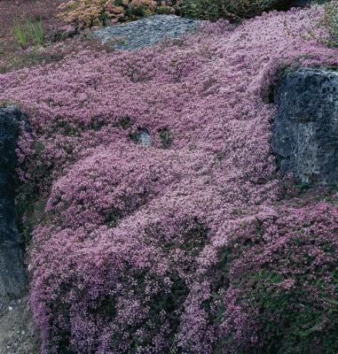 Classy Groundcovers - Elfin Creeping Thyme Mother of Thyme {25 Pots - 3 1/2 inch Square}