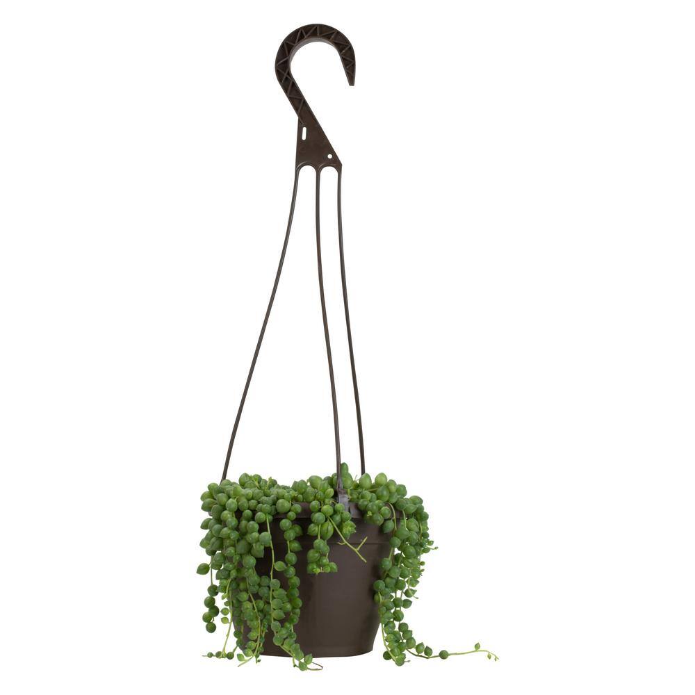 SMART PLANET 6 in. Assorted String of Pearls Hanging Basket Plant 0881004