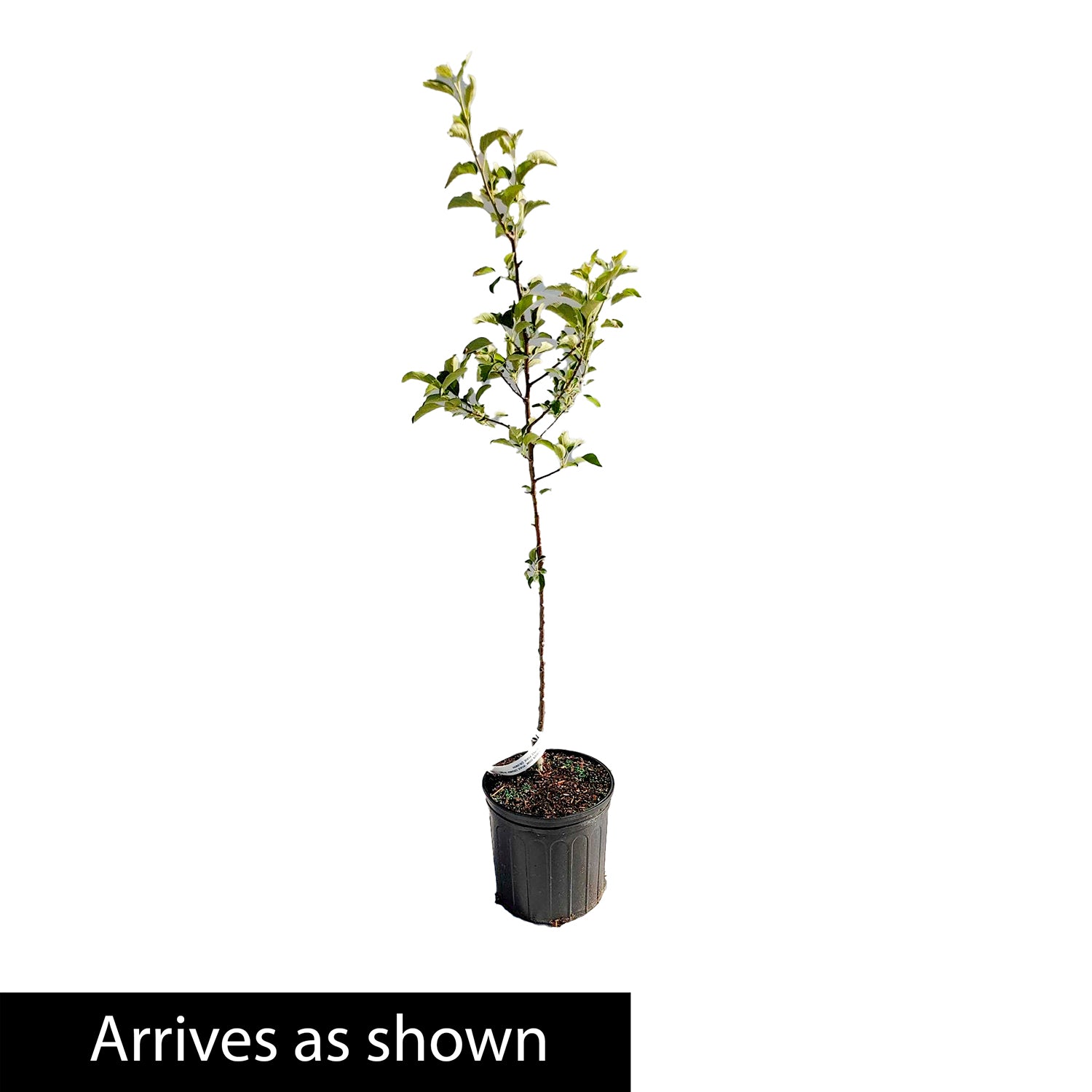 Northern Tribute River Birch Ornamental Tree grown in a 2.25 Gallon Pot (1-Pack)