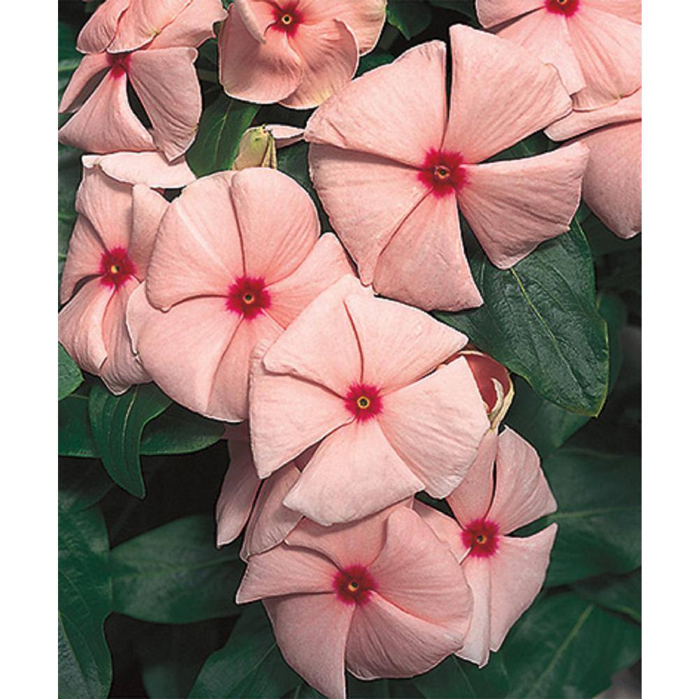 BELL NURSERY 4 in. Pink Vinca Annual Live Plant Pink Flowers (Pack of 6) VINCA4PNK6PK