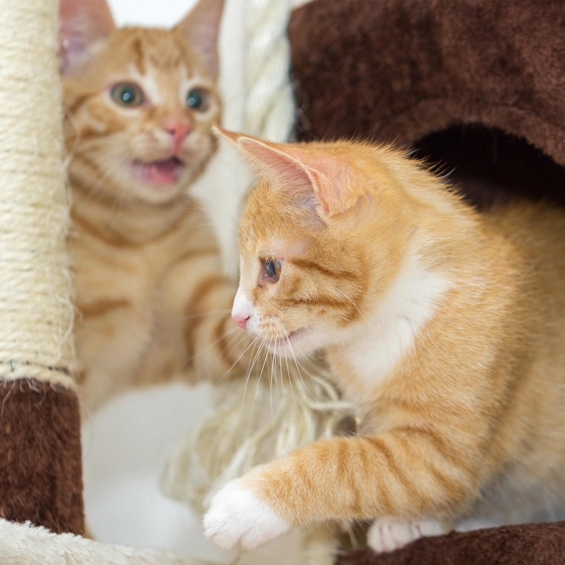 3-Tier Cat Tower - Napping Perches Cat Condo with Ladder 3 Sisal Rope Scratching Posts Hanging Toy ? Cat Tree for Indoor Cats by PETMAKER (Brown)