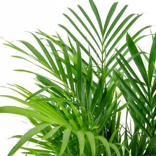 national PLANT NETWORK Cat Palm (Chamaedorea) in 10 in. Grower Container (1-Plant) HD7747