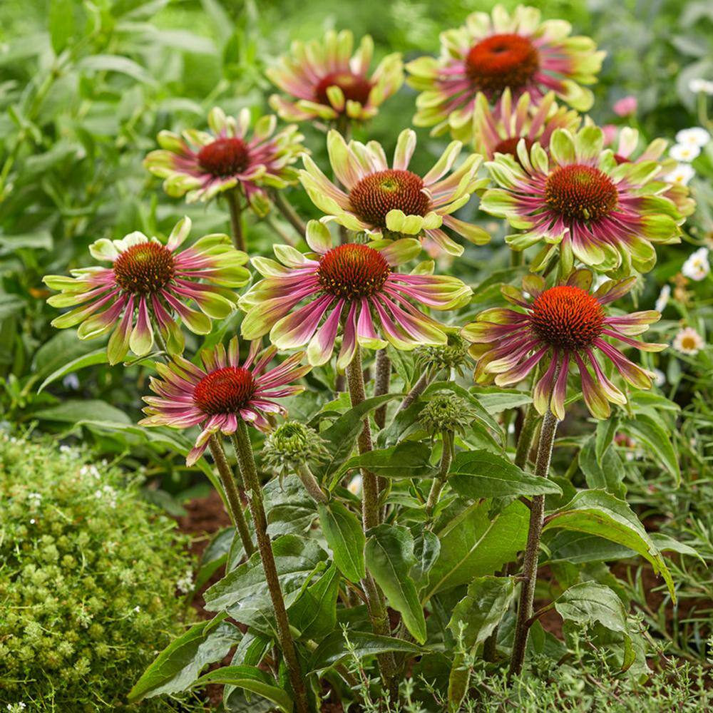 VAN ZYVERDEN Echinacea (Coneflower) Green Twister Roots (Set of 3) 83802