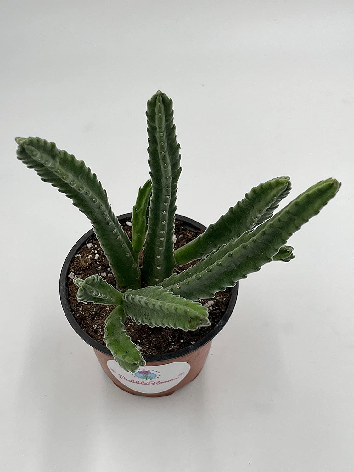 Stapelia leendertziae Black bell Carrion Flower. Maroon Cup Starfish， huernia spp black Bells