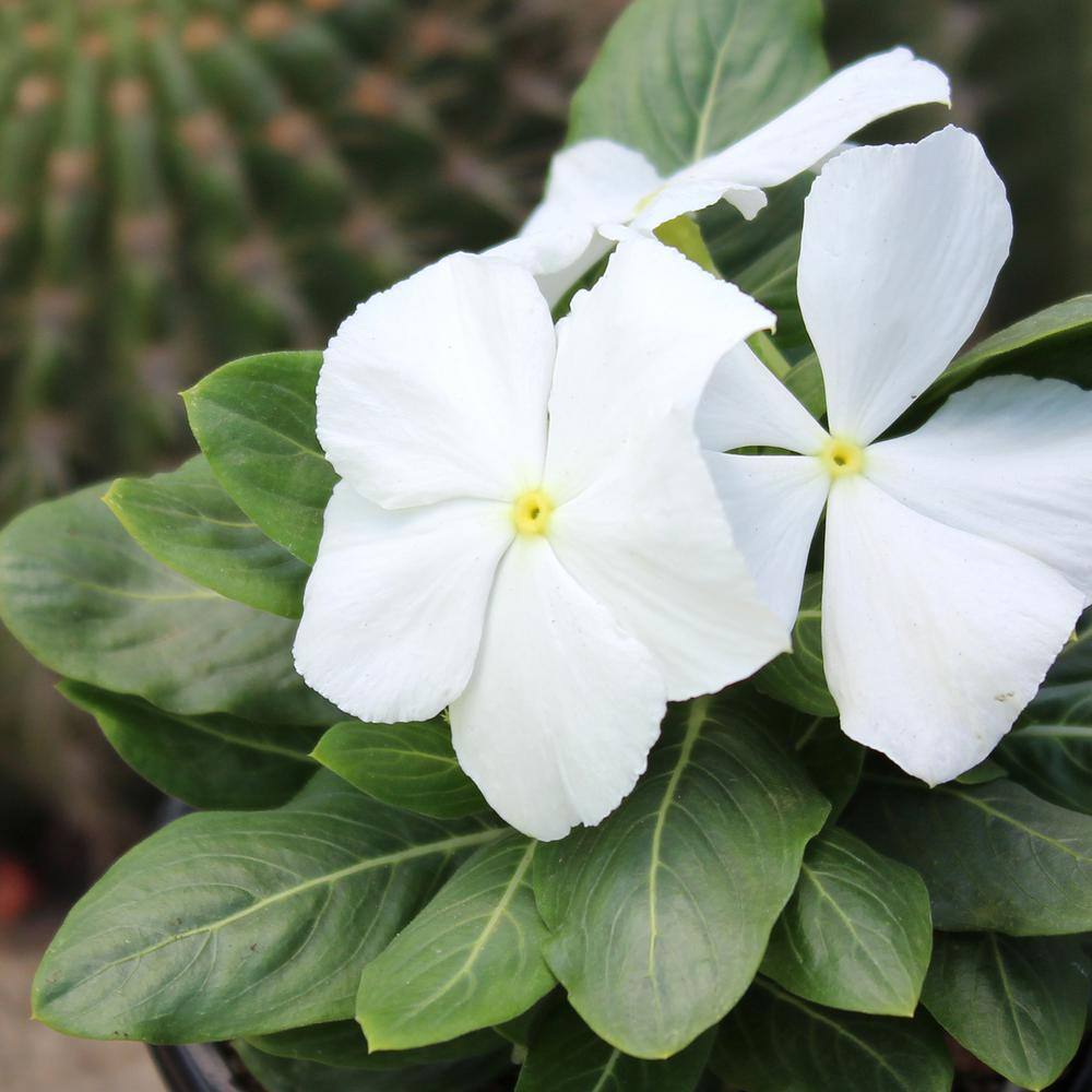 ALTMAN PLANTS 1-Gallon Vinca Plant White Flowers (Single) 0881451