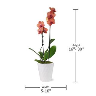 Just Add Ice Premium Orchid (Phalaenopsis) Salmon Plant in 5 in. White Ceramic Pottery J5017