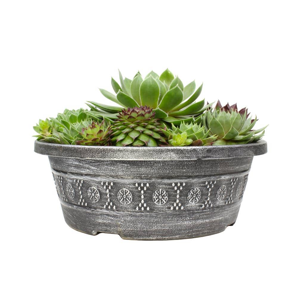 SMART PLANET 8 in. Sempervivum Bowl 0872455