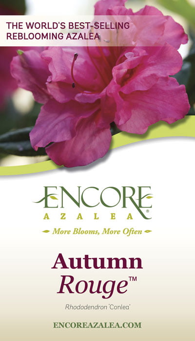 Encore Azalea Autumn Rouge (2 Gallon) Dark Pink Flowering Shrub - Full Sun Live Outdoor Plant