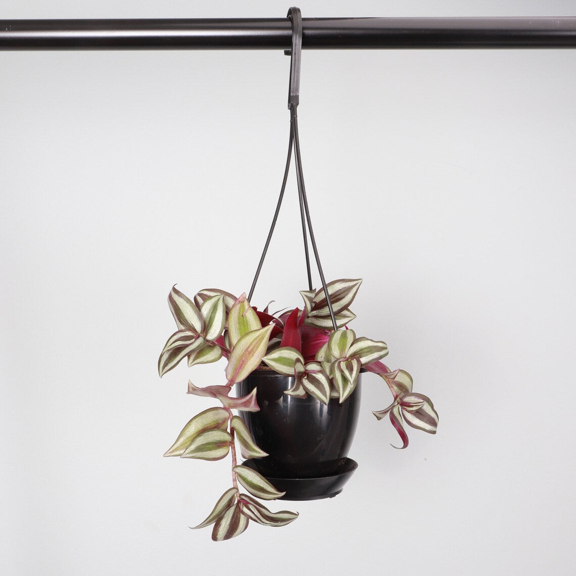 Live Tradescantia Zebrina Plant - 4" Hanging Pot - Black