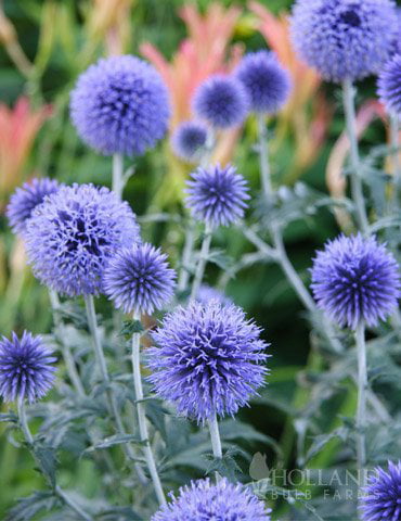 Veitch's Blue Globe Thistle