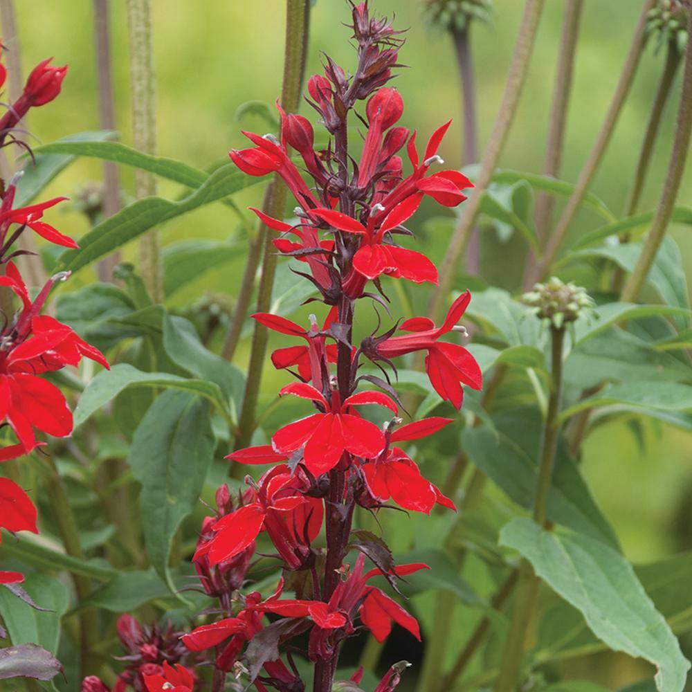 Vigoro 2 QT Lobelia Cardinal Flower 'Starship Scarlet' Red Perennial Plant 1007426781