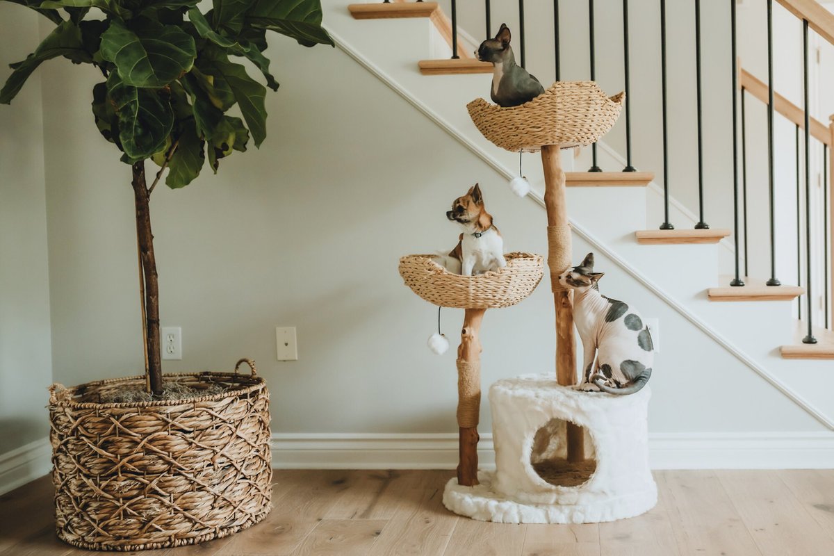 Mau Lifestyle Cento 46-in Modern Wooden Cat Tree and Condo