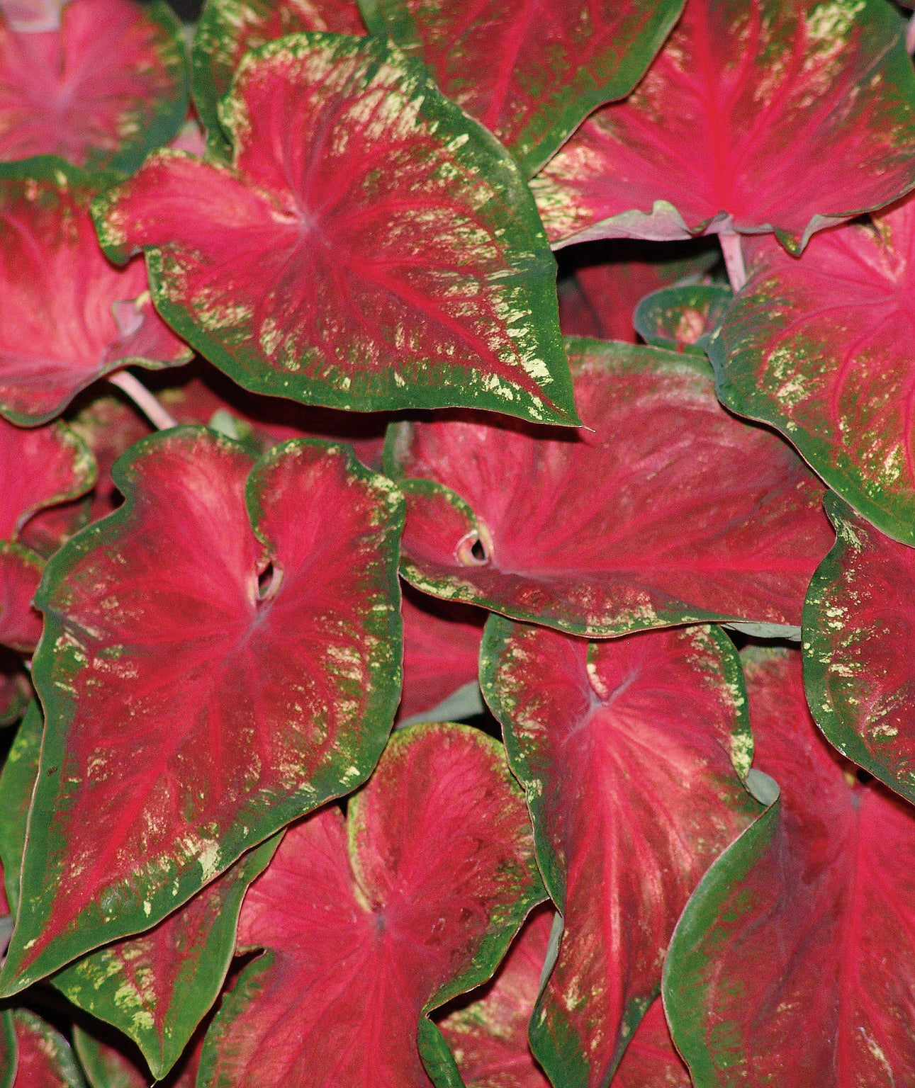 4.5 inch. Quart Heart to Heart Heart's Delight (Caladium) Live Plant， Red Foliage