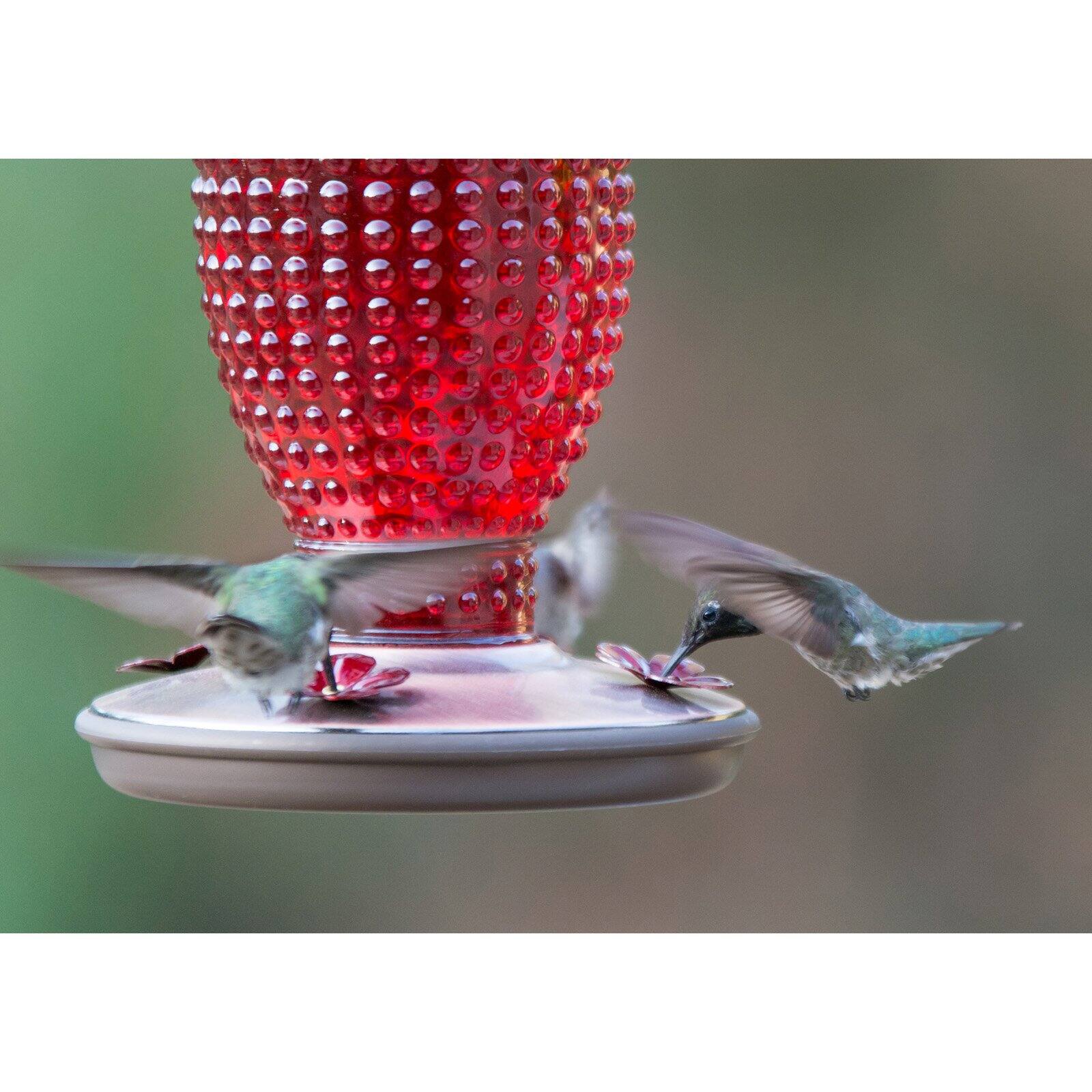 Perky-Pet Red Hobnail Vintage Hummingbird Feeder - 16 oz