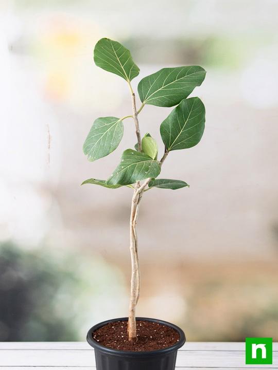 Banyan, Tree of Magha Nakshatra, Leo or Singh Rashi - Plant