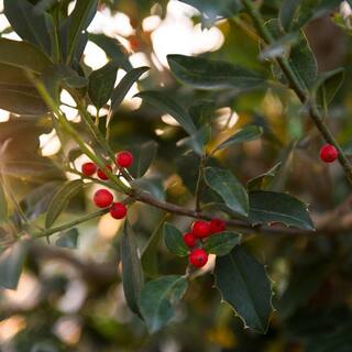 7 Gal. Eagleston Holly Evergreen Tree HOLEAG07G
