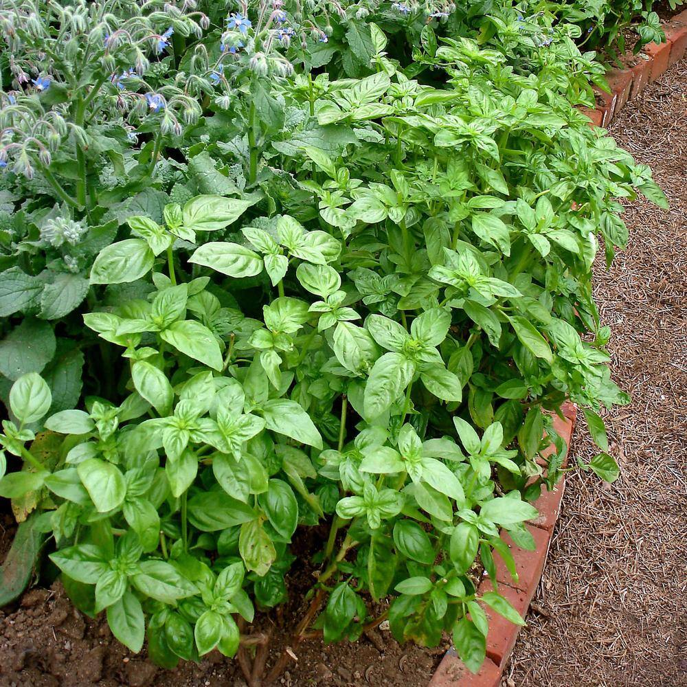 Bonnie Plants 19.3 oz. Sweet Genovese Basil Herb Plant 118480