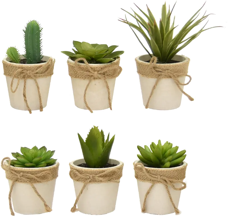 Assorted Succulent Arrangement In Paper Mache Pot