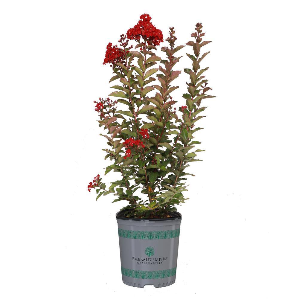 SEASON TO SEASON 2G Red Garnet Queen Crape Myrtle Tree 17683