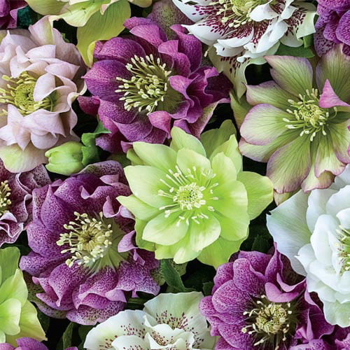 Double Flowering Lenten Rose (Hellebore) Mixture Dormant Bare Root Starter Perennial Plants (2-Pack)