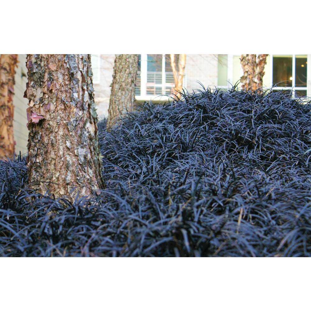 Online Orchards 1 Gal. Black Mondo Grass - Striking Dark Color Contrasts Beautifully Against Green and Purple Plants GROR010