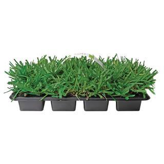 Sod Pods St Augustine Floratam Grass Plugs (64-Count) Natural Affordable Lawn Improvement SPSAF64