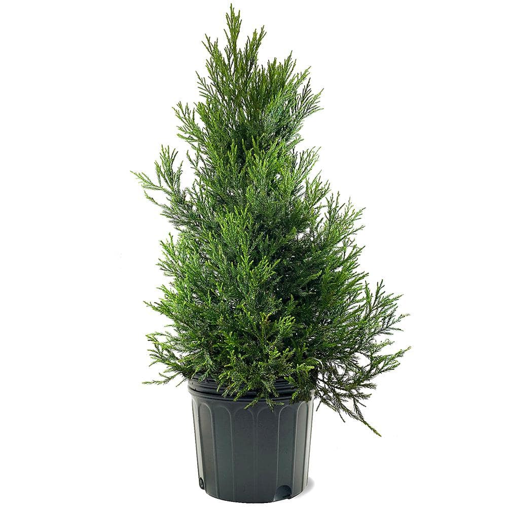 Yoshino Cryptomeria Evergreen Tree CRYYOS07G