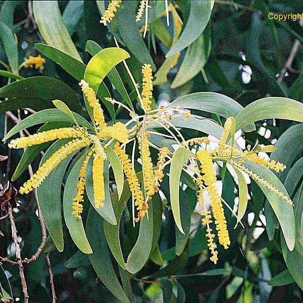 Acacia Crassicarpa, Brown Salwood- 0.5 kg Seeds