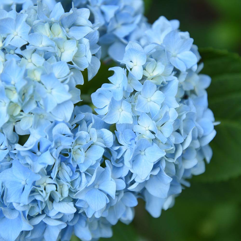 Penny Mac Hydrangea Bush in 3 Gal. Grower's Pot Color Changing Reblooming Flower Clusters THD00033
