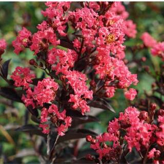 3 Gal. Coral Crape Myrtle Flowering Deciduous Tree with Coral Flowers CRMPWC03G