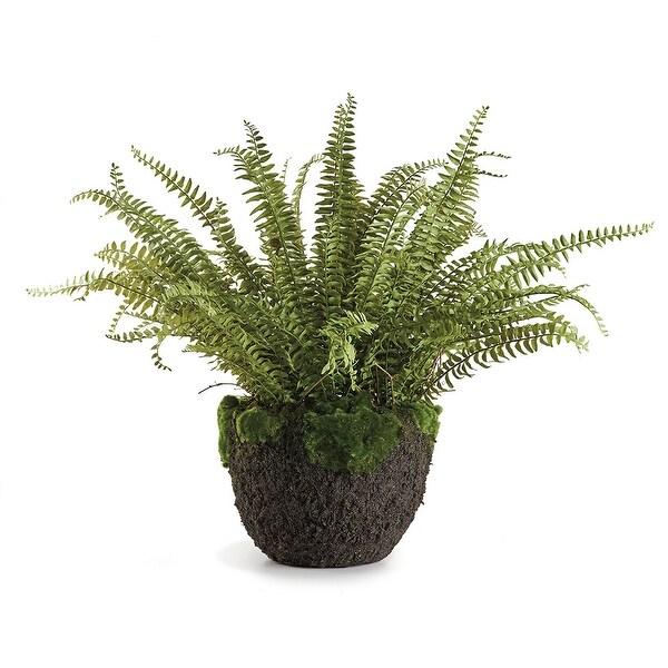 Grand Boston Fern DropIn 30