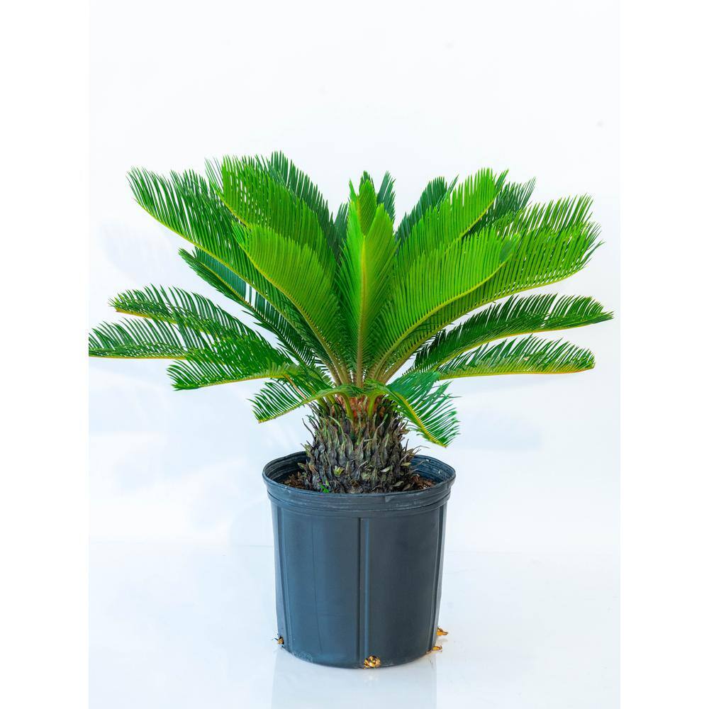 national PLANT NETWORK 10 in. King Sago Palm Plant in Black Grower Pot HD7693