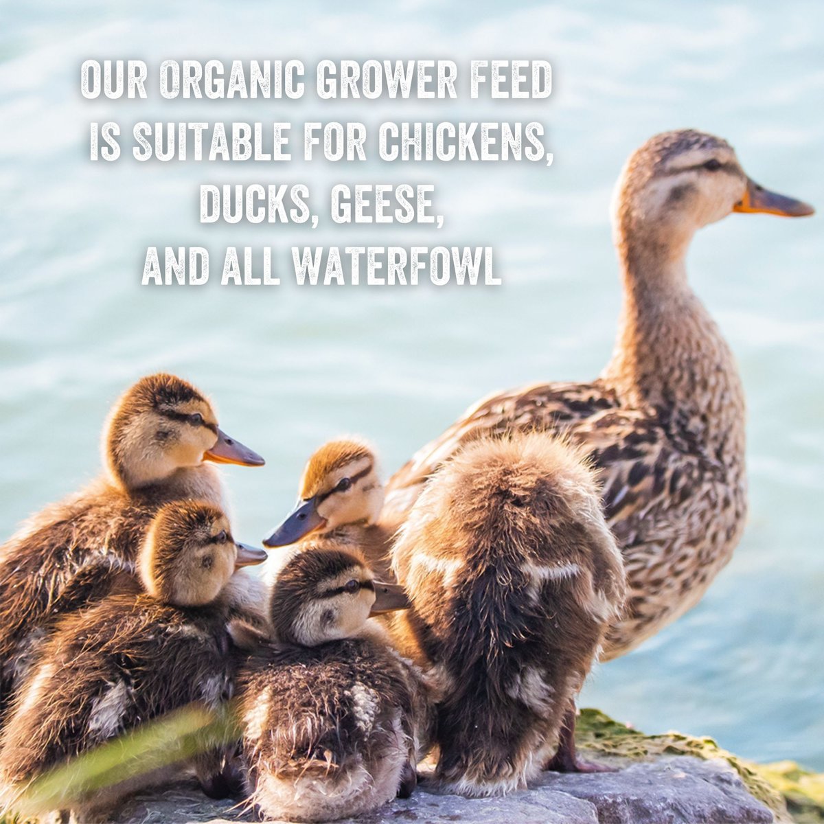 Scratch and Peck Feeds Naturally Free Organic Grower Poultry Feed