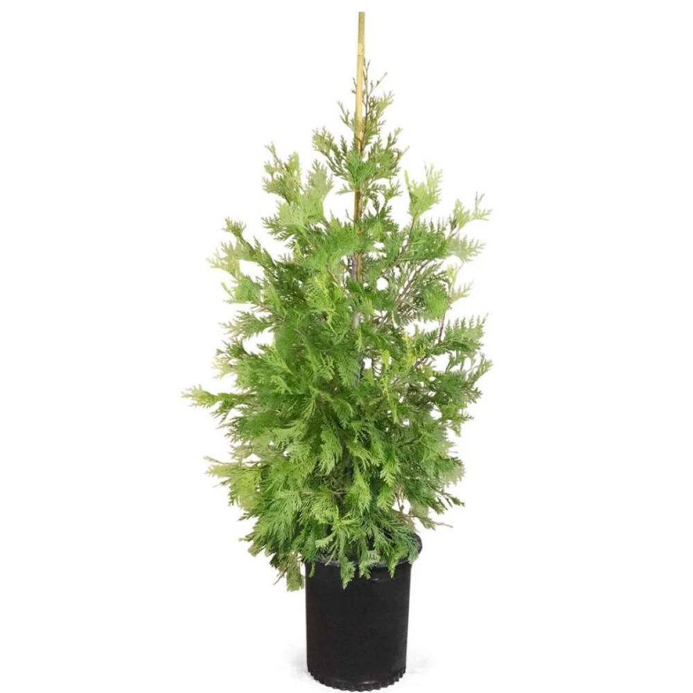 Online Orchards 5 Gal. Incense Cedar Tree with Highly Fragrant Foliage EGCD503