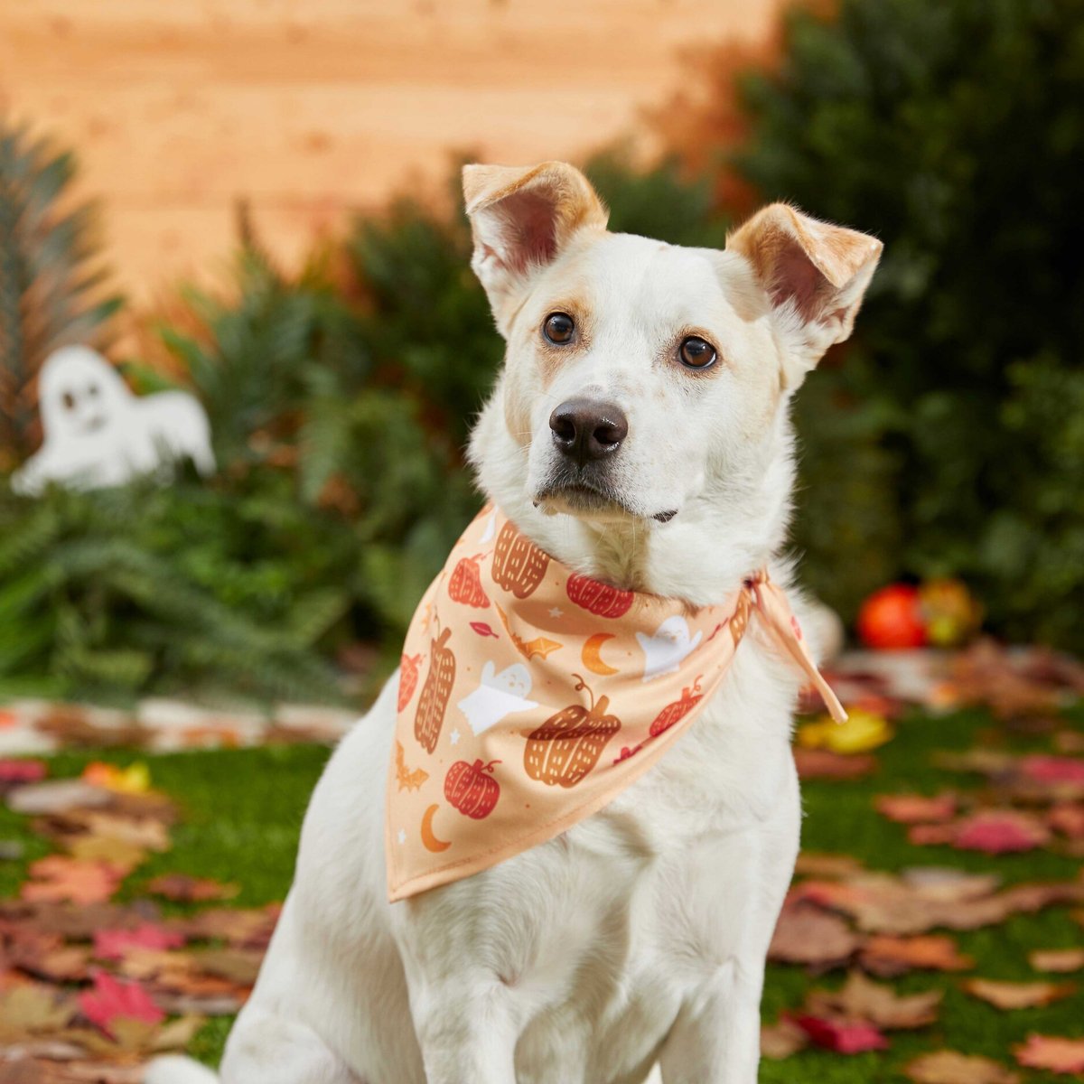 Frisco Whimsical Halloween Dog and Cat Bandana