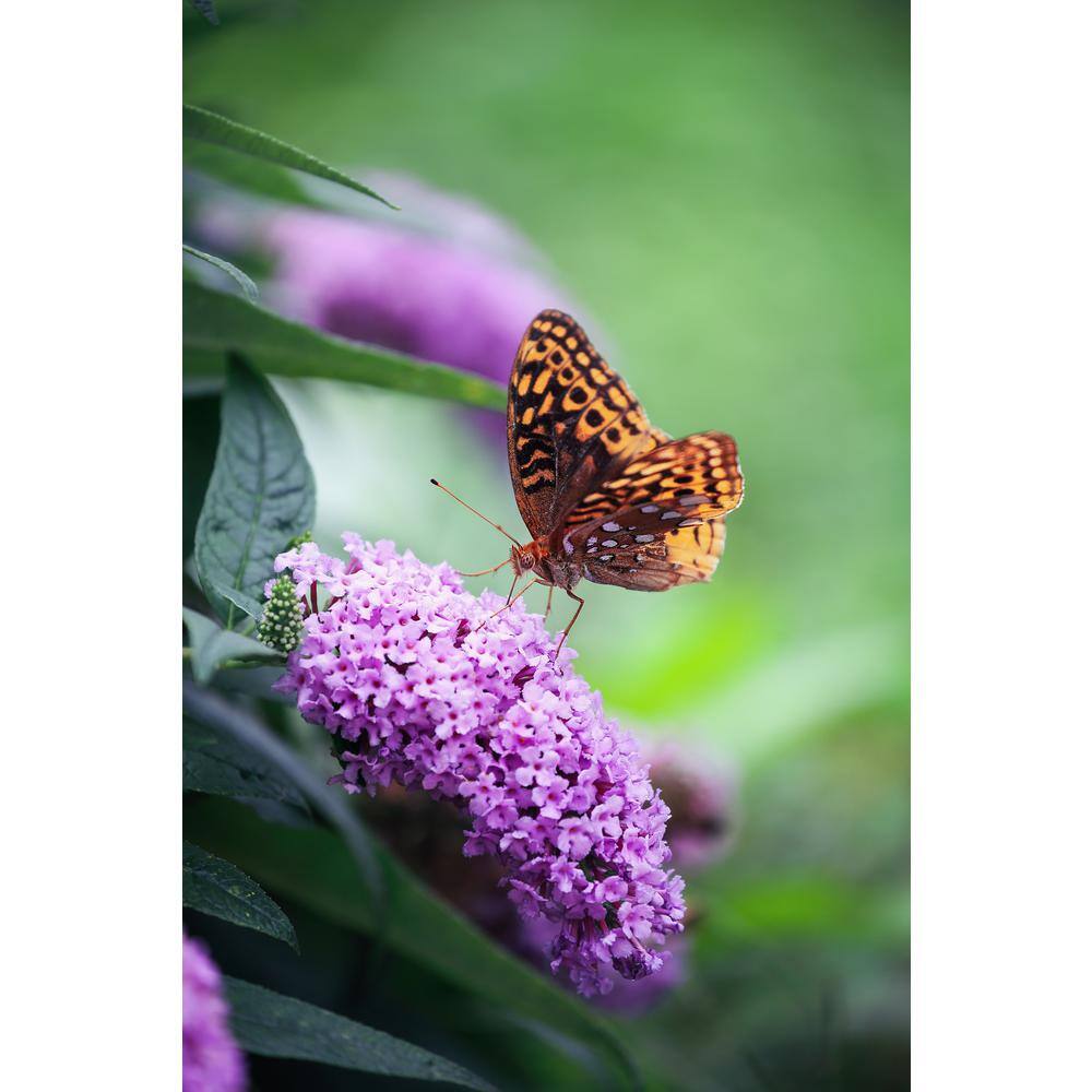 PROVEN WINNERS 3 Gal. Pugster Amethyst Butterfly Bush (Buddleia) Live Flowering Shrub with Purple Flowers PWBUD3AME1PK