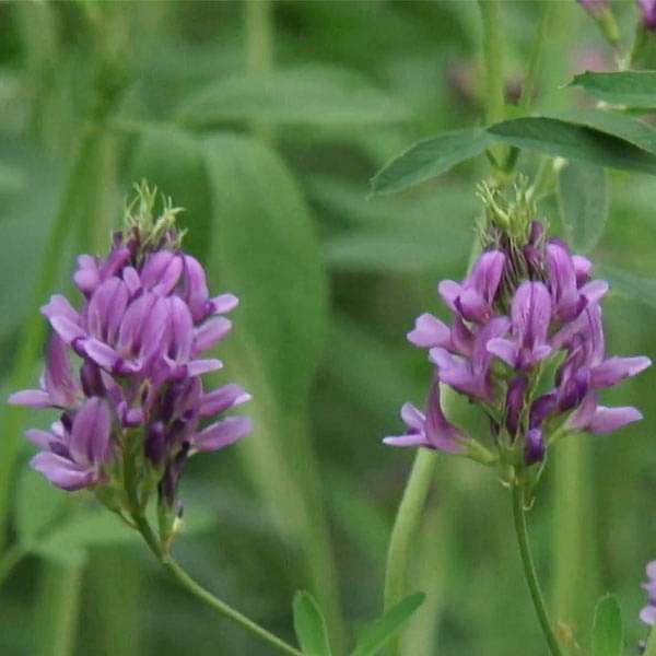 Alfalfa, Lucerne - 0.5 kg Seeds