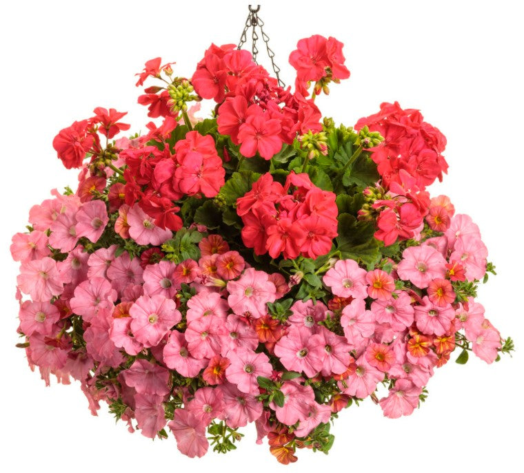 4.25 in. Eco+Grande， Boldly Coral Geranium (Pelargonium) Live Plant， Pink Flowers (4-Pack)