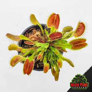 KILLER PLANT COMPANY Live Venus Flytrap (Dionaea Muscipula) Carnivorous Plant - 'Big Mouth' Cultivar 855126007514