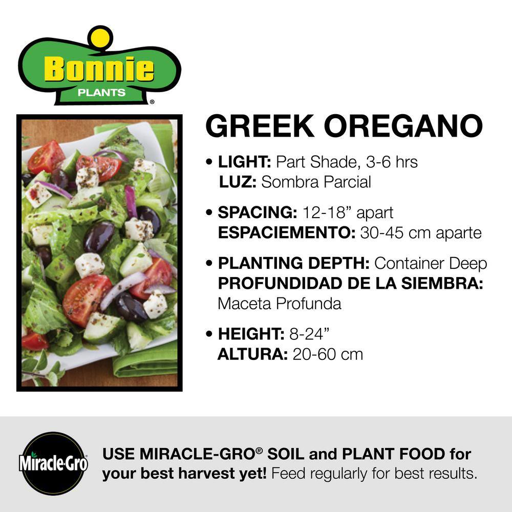 Bonnie Plants 2.32 qt. Greek Oregano Herb Plant 5080