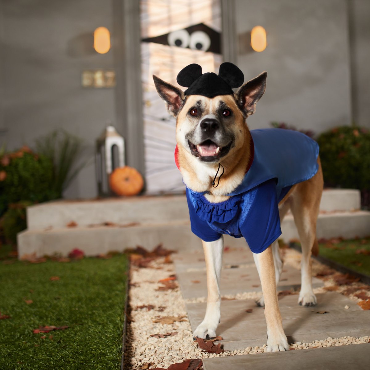 Disney Mickey Mouse Vampire Dog and Cat Costume